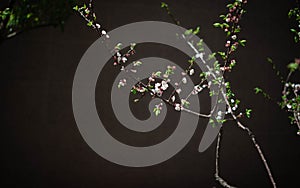 Sakura ÃÂ¯ÃÂ¼Ã¢â¬Âº oriental cherryÃÂ¯ÃÂ¼ÃâCherry blossoms photo